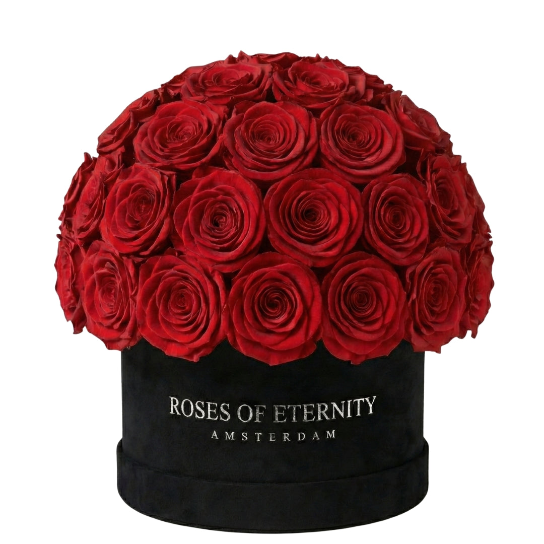 Infinite Promise (M)