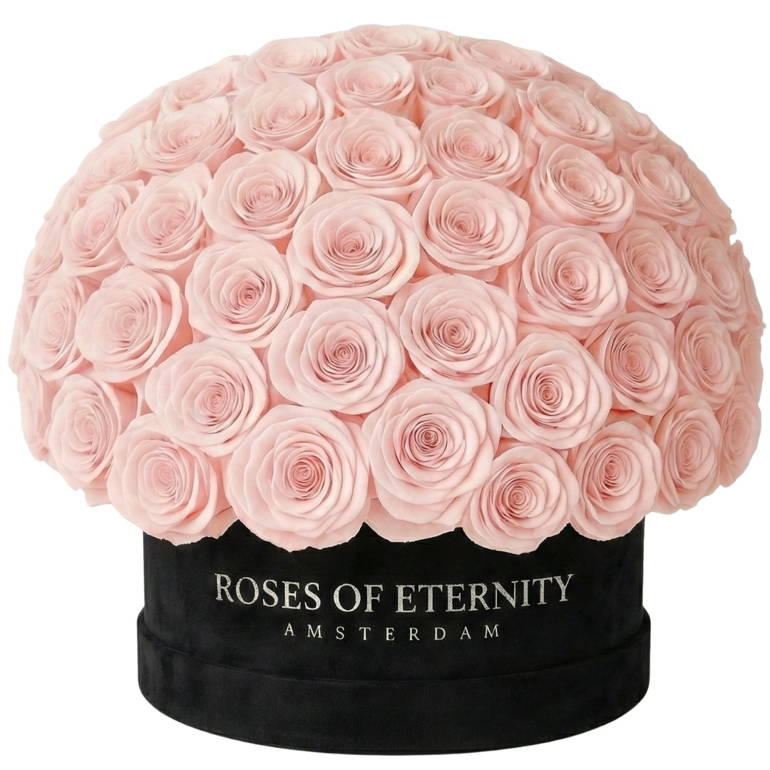 Infinite Promise (L)